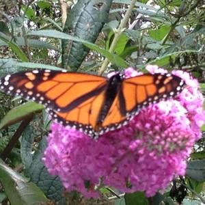 Meet your Posher, Robin